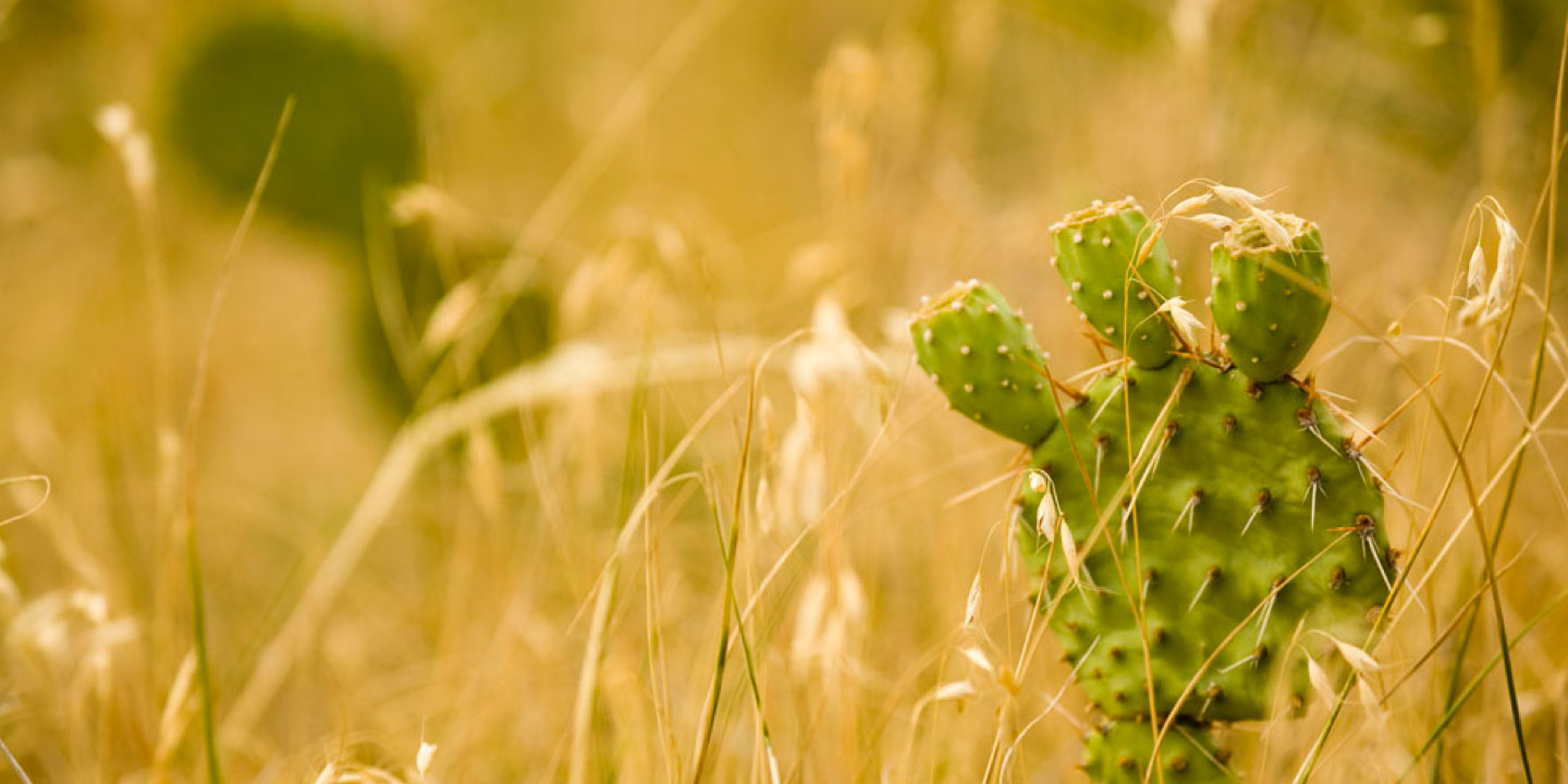 Cactus