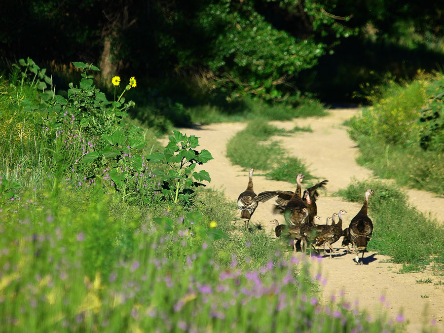 Wild turkeys are commonly seen in our restoration area. 
