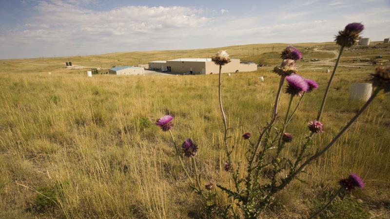 Purple wildflowers in grassy field