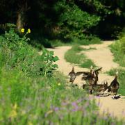 Slide image thumbnail